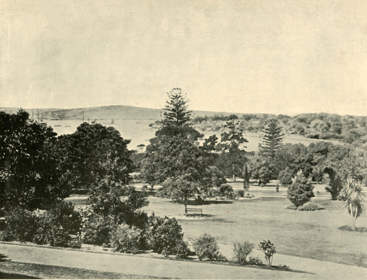 Den botaniske hagen i Sydney, 1901. av Unbekannt