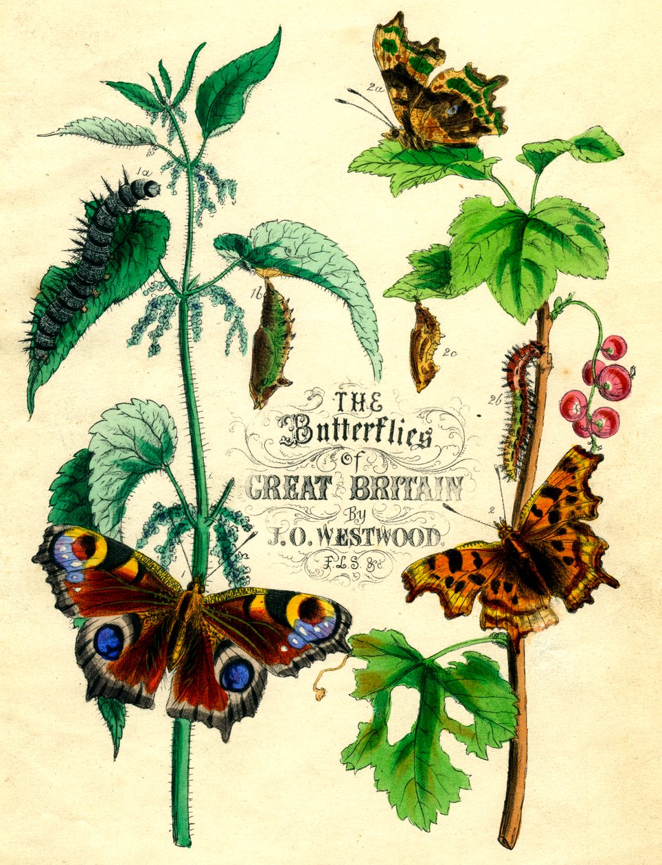 Sommerfuglene i Storbritannia, c1855 av Unbekannt
