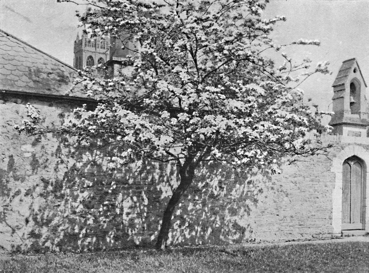 The Glastonbury Thorn, 1902 av Unbekannt