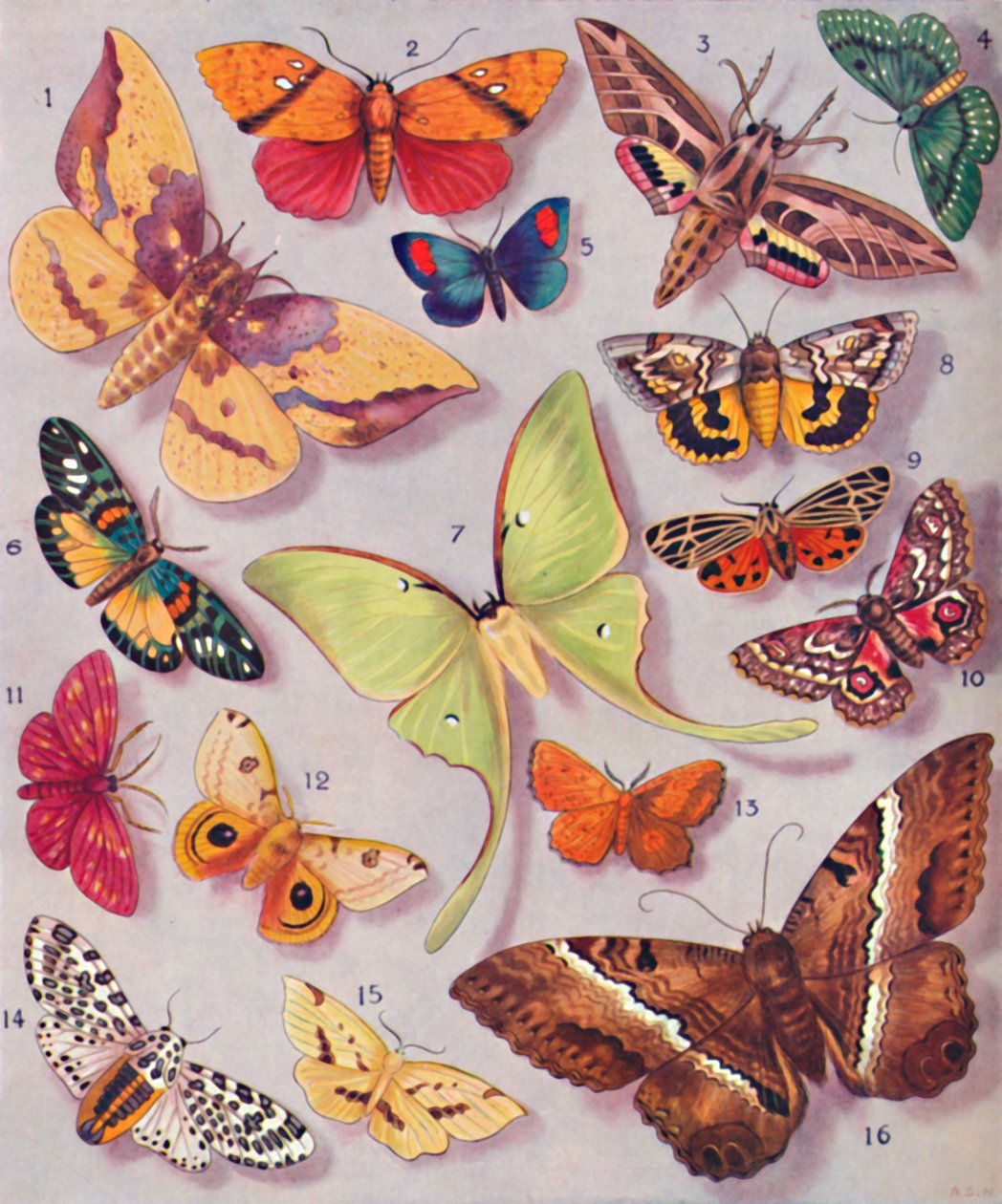 The Magnificent Coloring of Some Moths, 1935 av Unbekannt