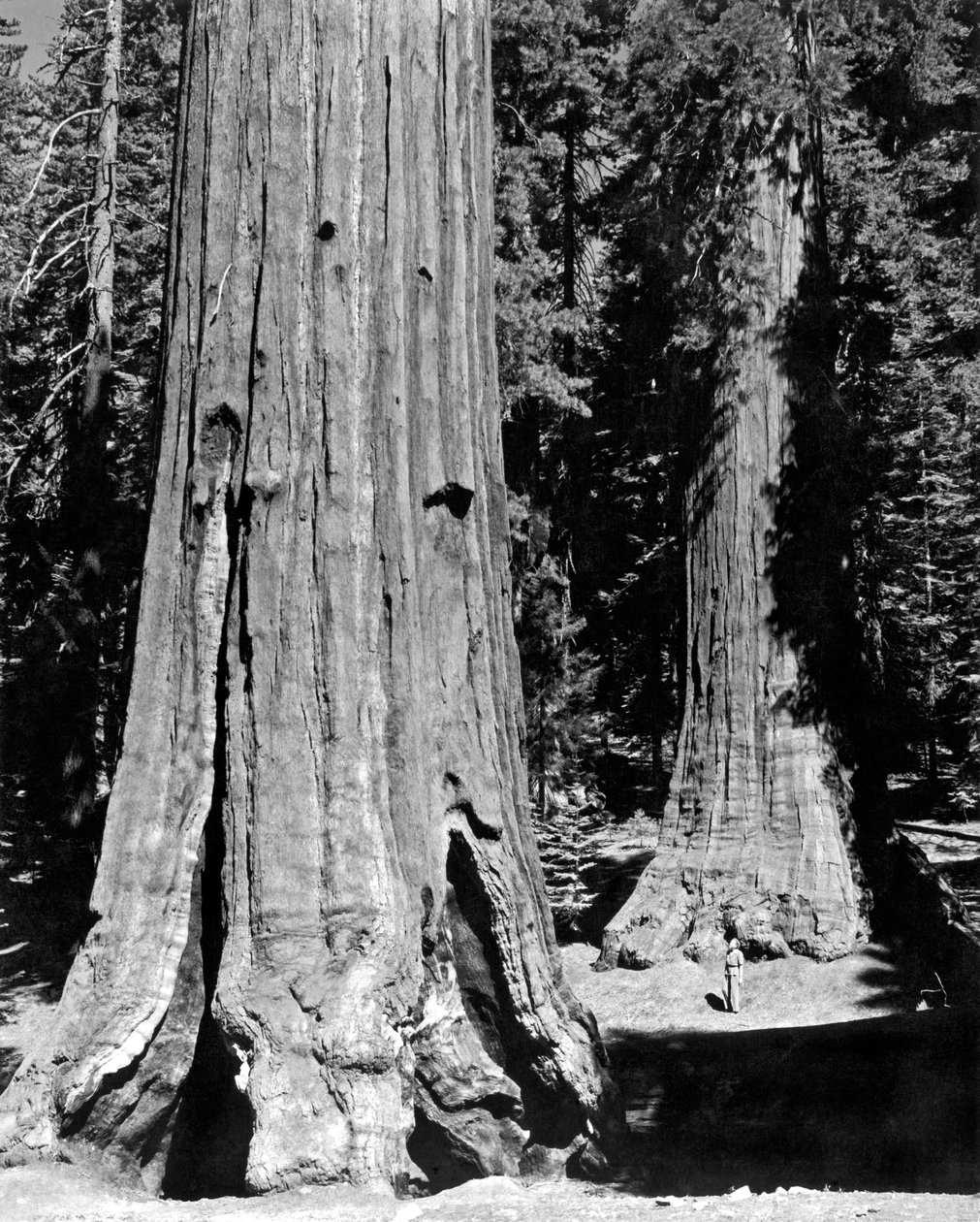 Mariposa Grove i Yosemite (s/hvitt bilde) av Unbekannt
