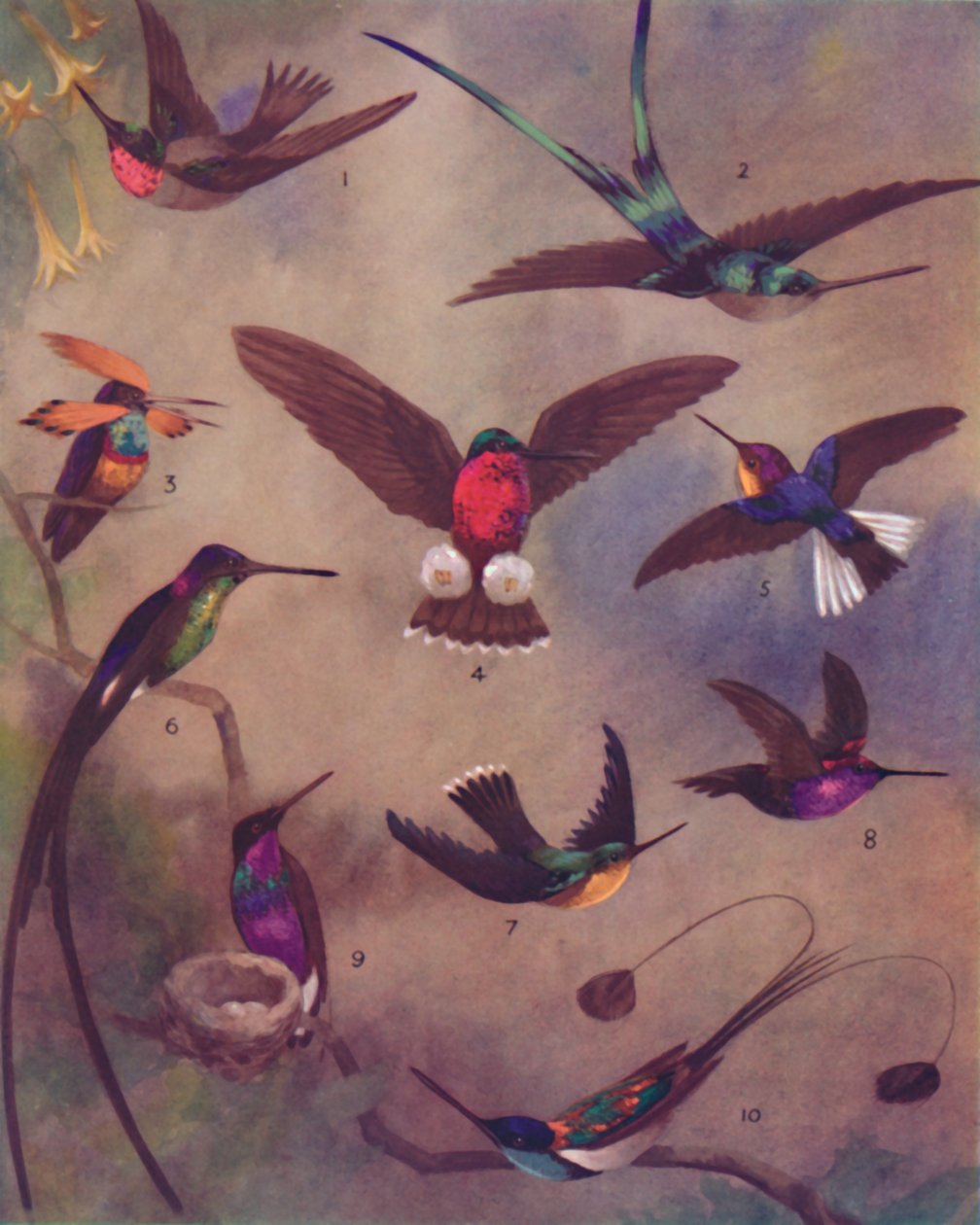 The Marvelous Color of Humming-Birds, 1935 av Unbekannt