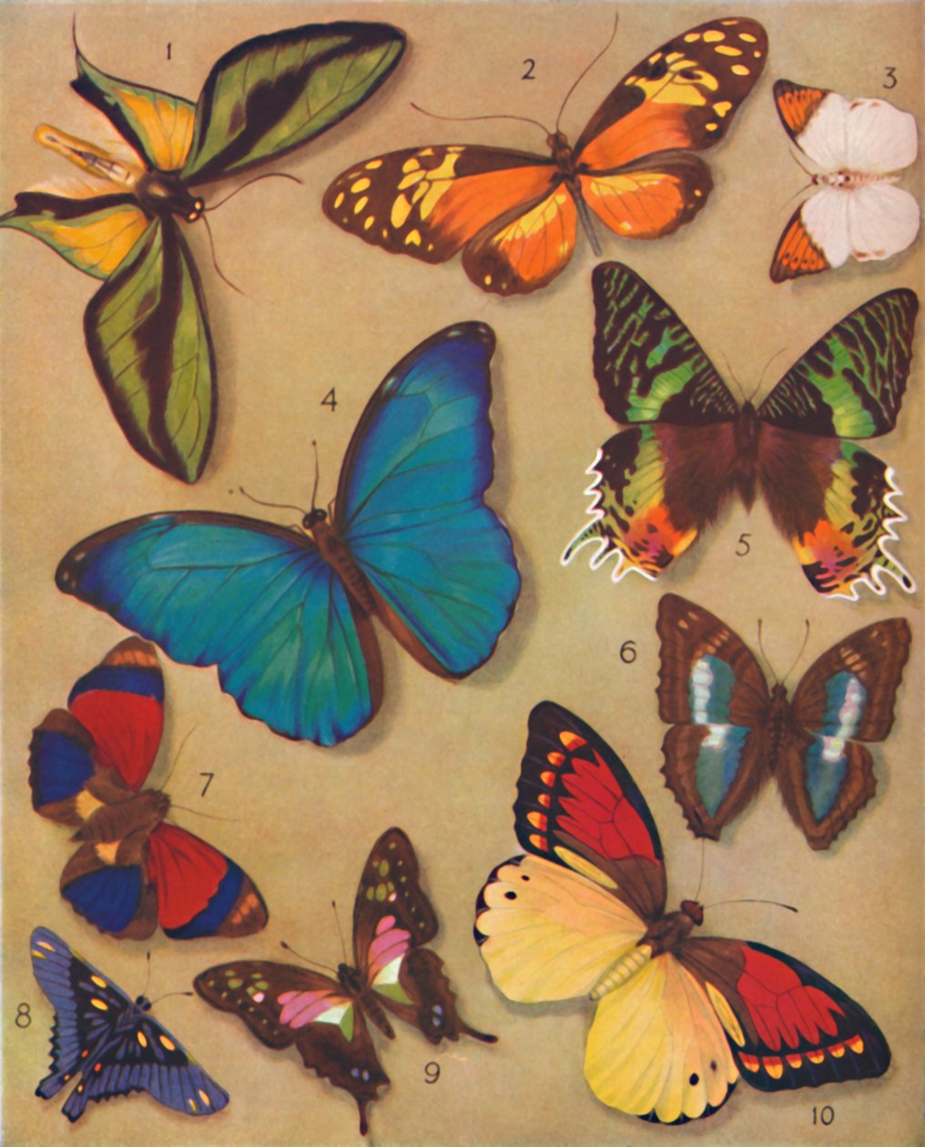 The Marvelous Color of the Butterflies, 1935 av Unbekannt