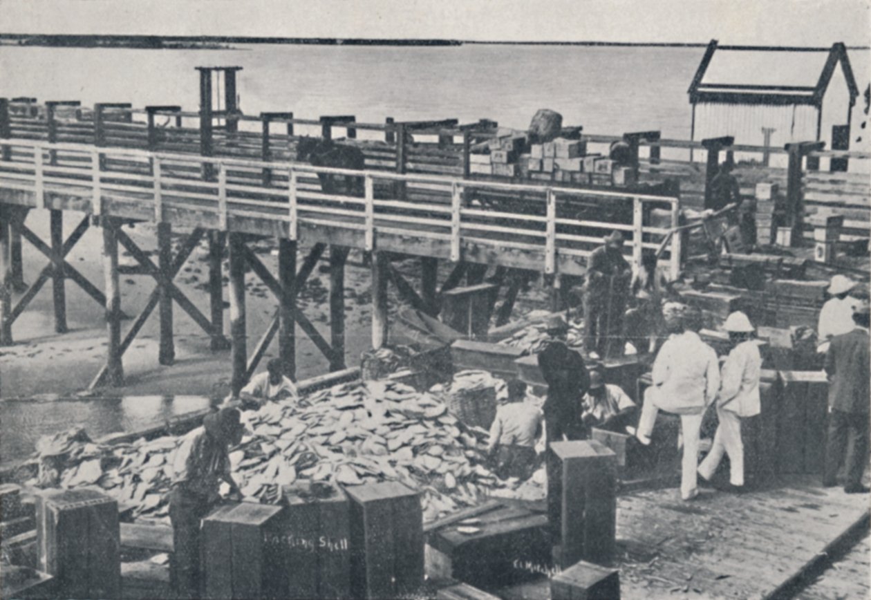 The Pearl Fishing Industry - Packing Shell, 1923. av Unbekannt
