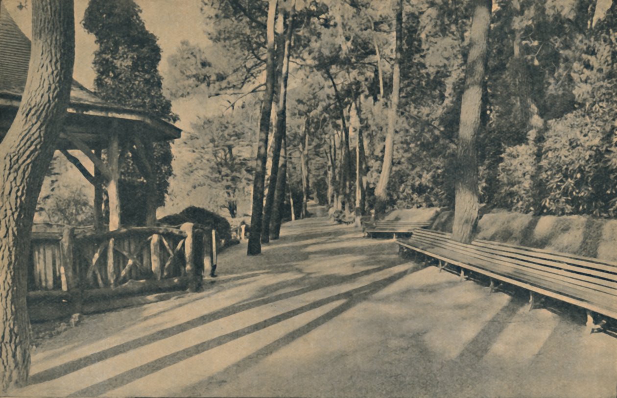 The Pine Walk, 1929 av Unbekannt