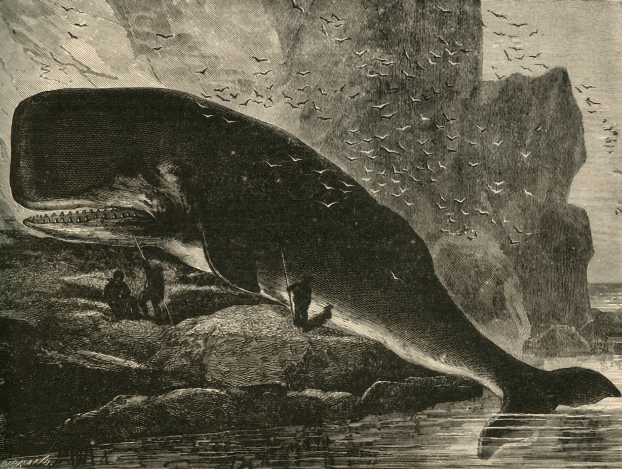 Sperm-Whale, 1882. av Unbekannt