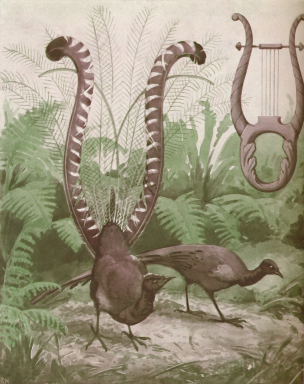The Wonderful Tail of the Lyre Bird, 1935 av Unbekannt