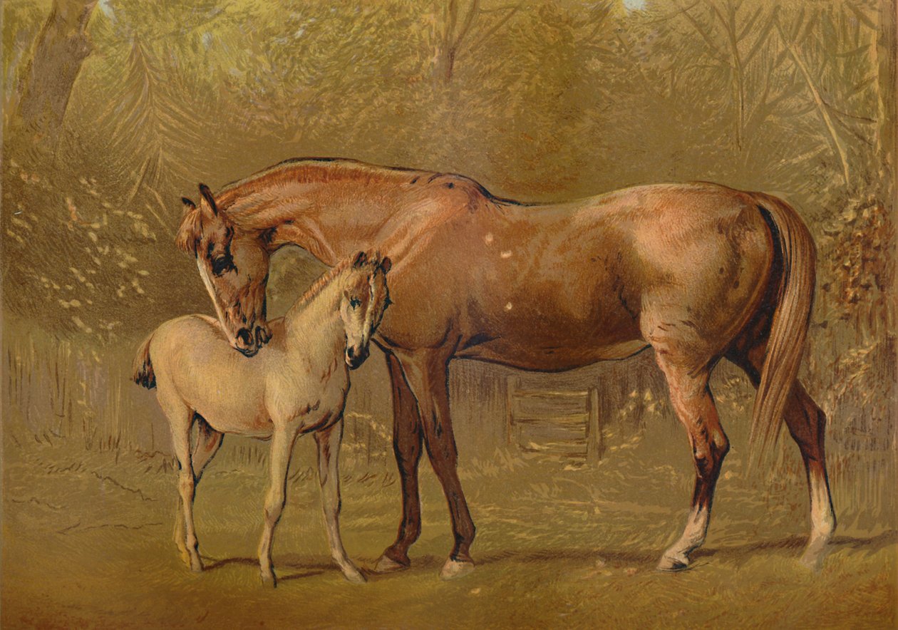 Fullblods hoppe og føll, c1879. av Unbekannt