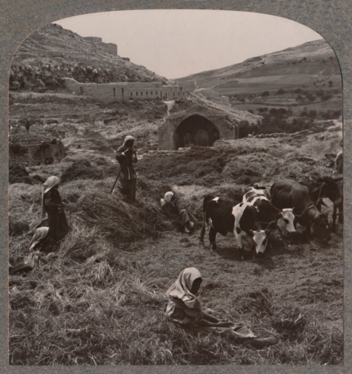 Treske korn nær Jacobs Well, c1900 av Unbekannt