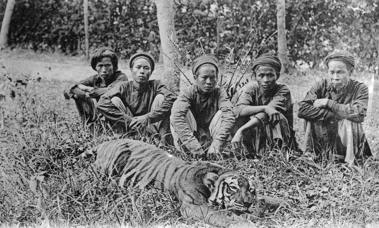 Tigerjegere, Tonkin, Vietnam, 1900-tallet av Unbekannt