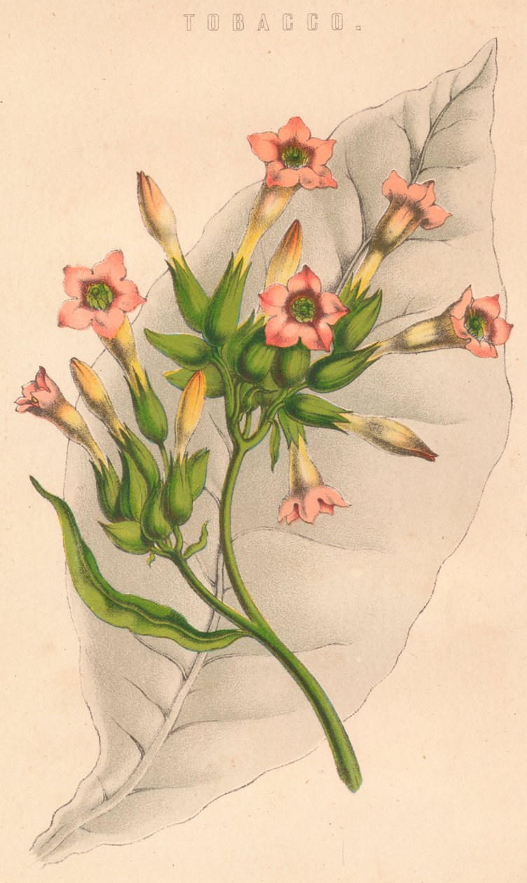 Tobakk, c1800-tallet av Unbekannt