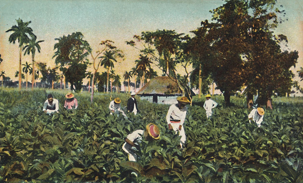 Tobakkplantasje, Cuba, ca 1920-tallet. av Unbekannt