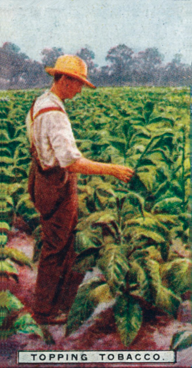 Topping tobakk, 1926 av Unbekannt