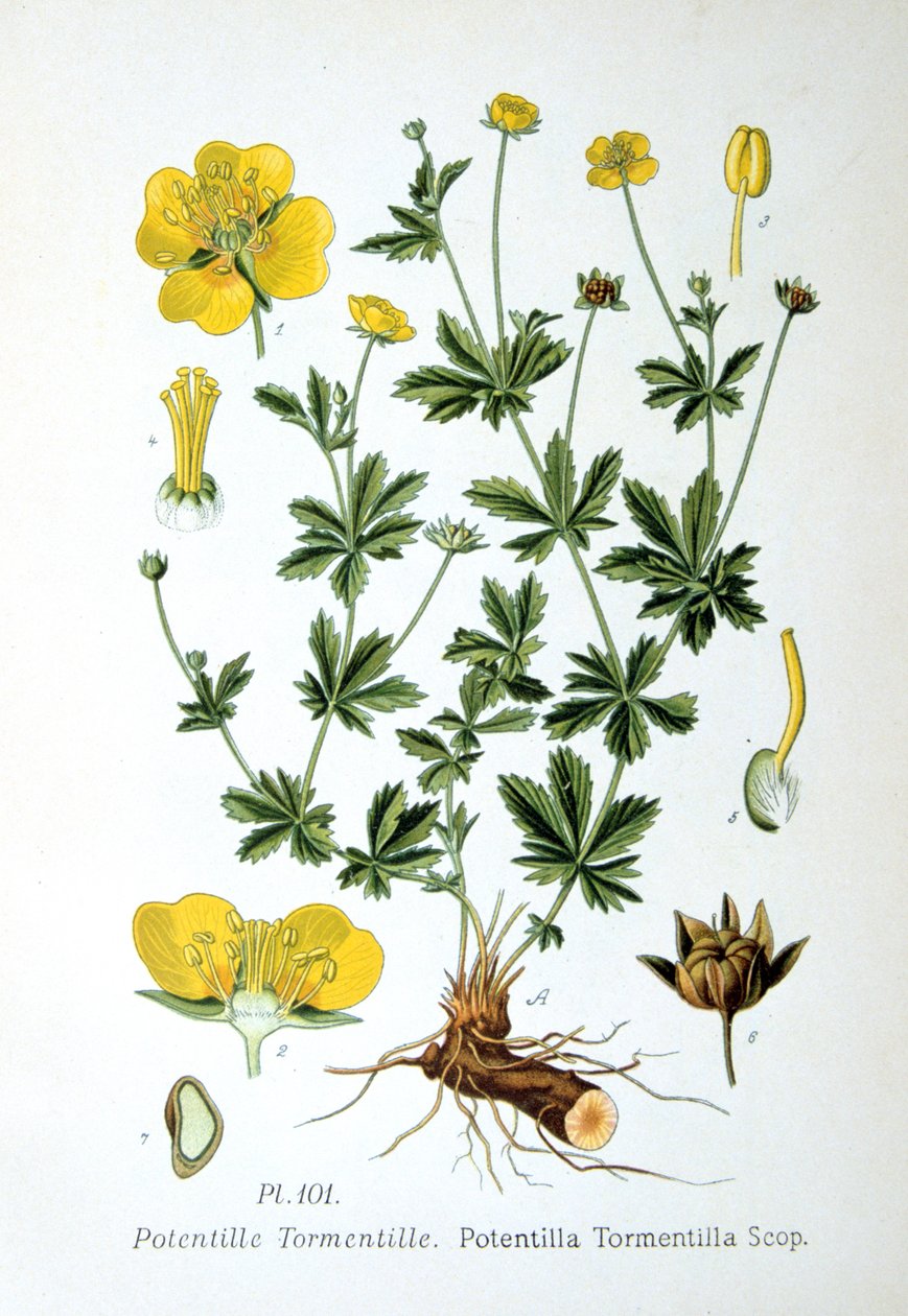 Tormentil, 1893 av Unbekannt