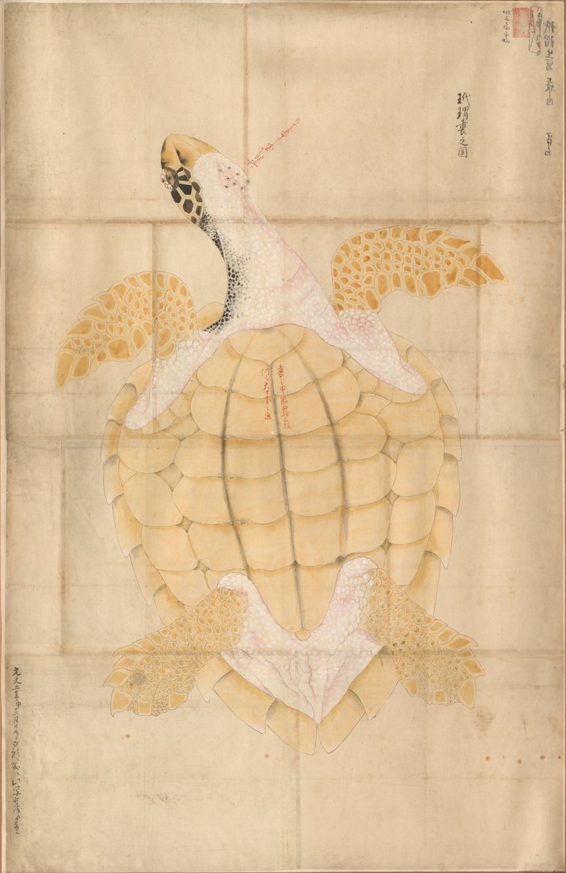 Skilpadde, 1700-tallet. av Unbekannt