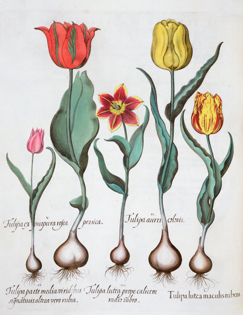 Tulipaner, 1613 av Unbekannt