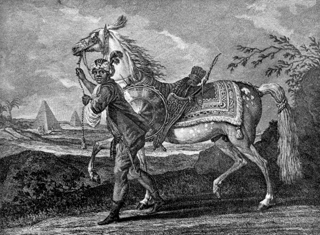 Tyrkisk arabisk hest, 1722 1938 av Unbekannt