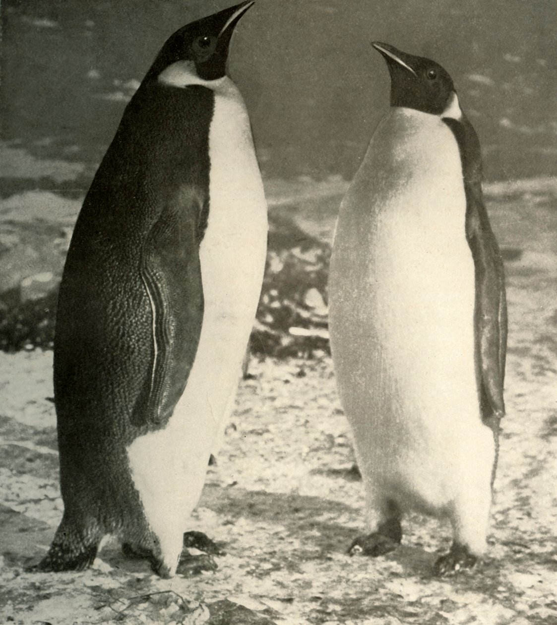 To keiserpingviner, c1908, 1909. av Unbekannt