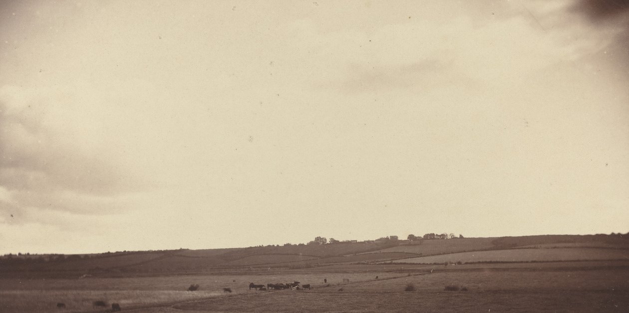 Utsikt over felt med kyr, 1850-1860-tallet. av Unbekannt