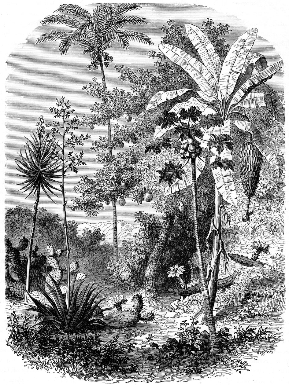 Utsikt over den spanske hovedveien, Guatemala, 1877 av Unbekannt