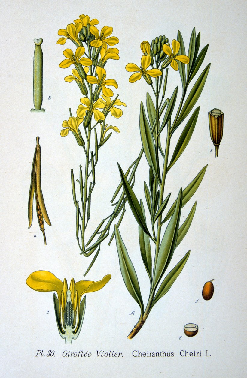 Veggblomst, 1893 av Unbekannt