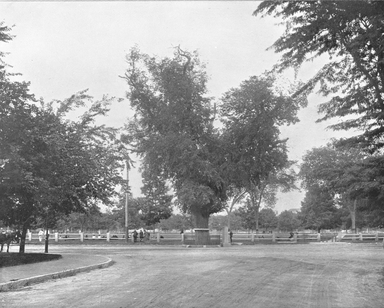 Washington Elm, Cambridge, Massachusetts, USA, c1900. av Unbekannt