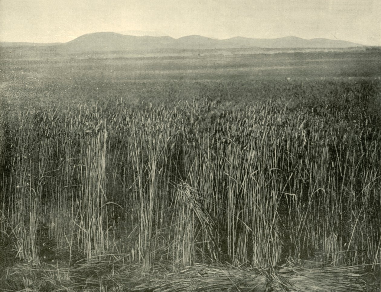 Wheat Field, Canning Downs, Queensland, 1901. av Unbekannt