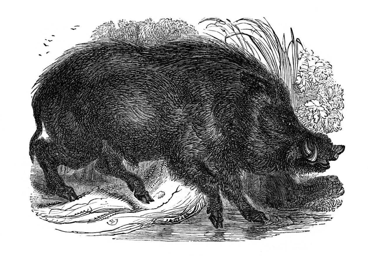 Villsvin, 1848 av Unbekannt
