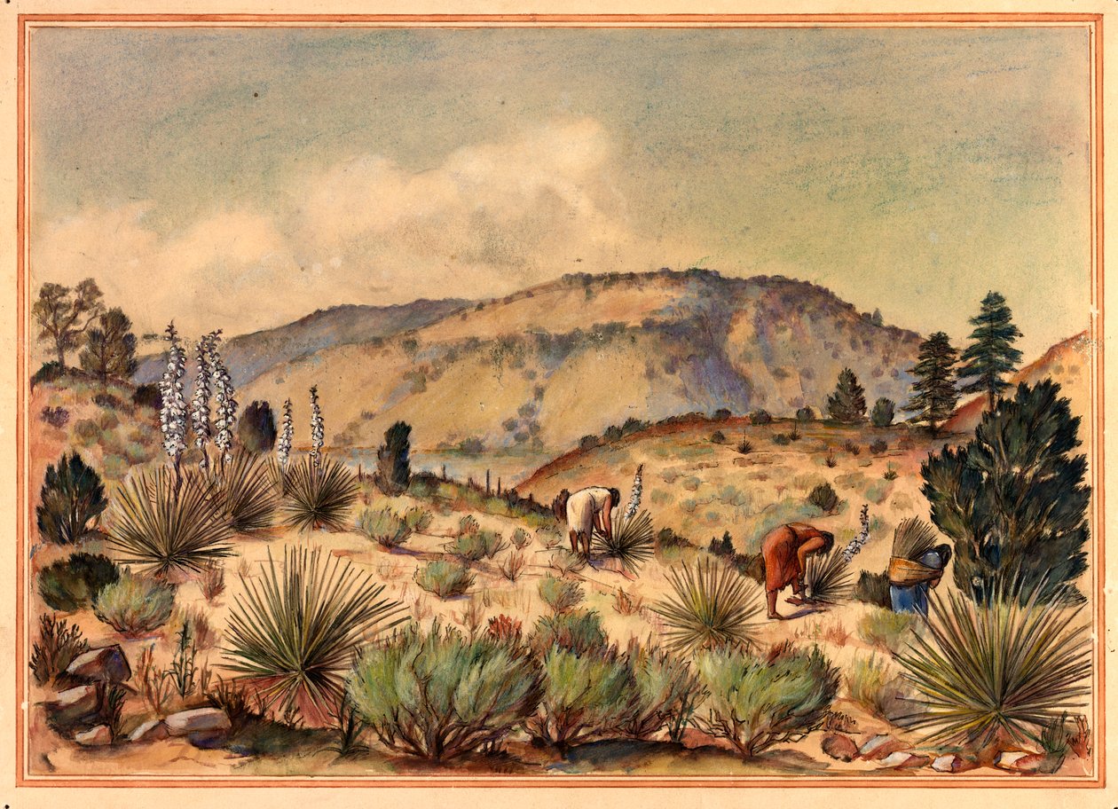 Kvinner som samler Yucca-planter, 1900-tallet. av Unbekannt