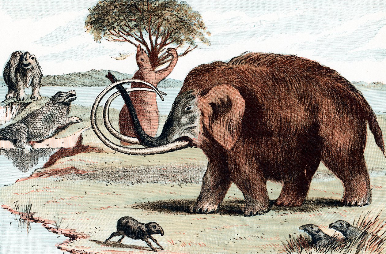 Ullen mammut Mammuthus, 1892 av Unbekannt