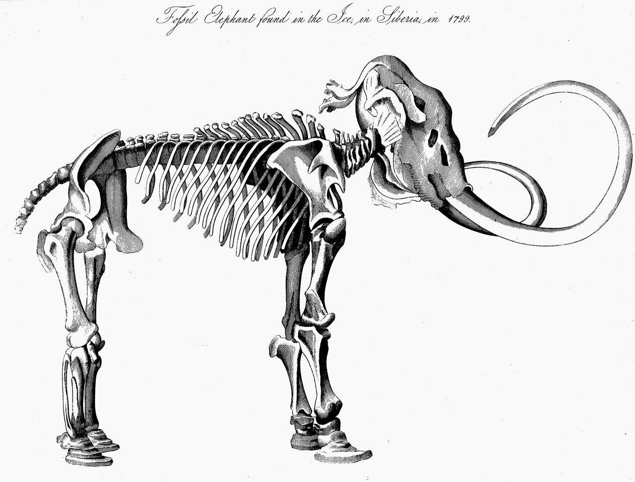 Ullen mammut Mammuthus skjelett, 1830 av Unbekannt