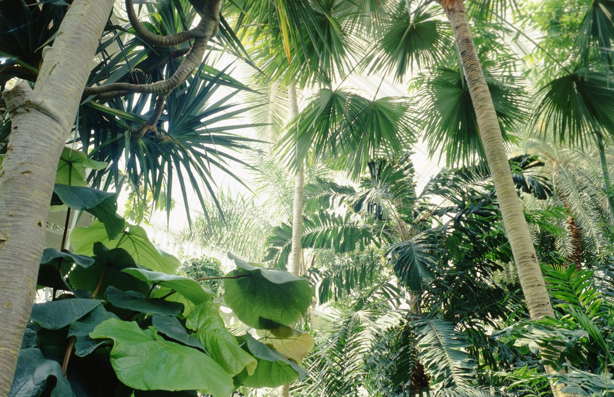 Innvendig utsikt over Palm House av Unbekannt Unbekannt