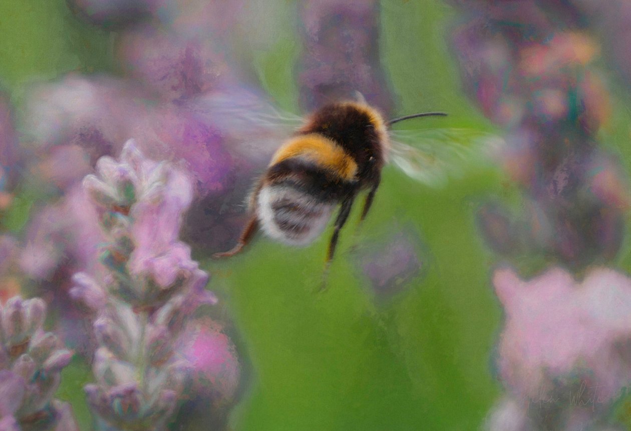 Bi i lavendel, 2018, av Unbekannt Unbekannt