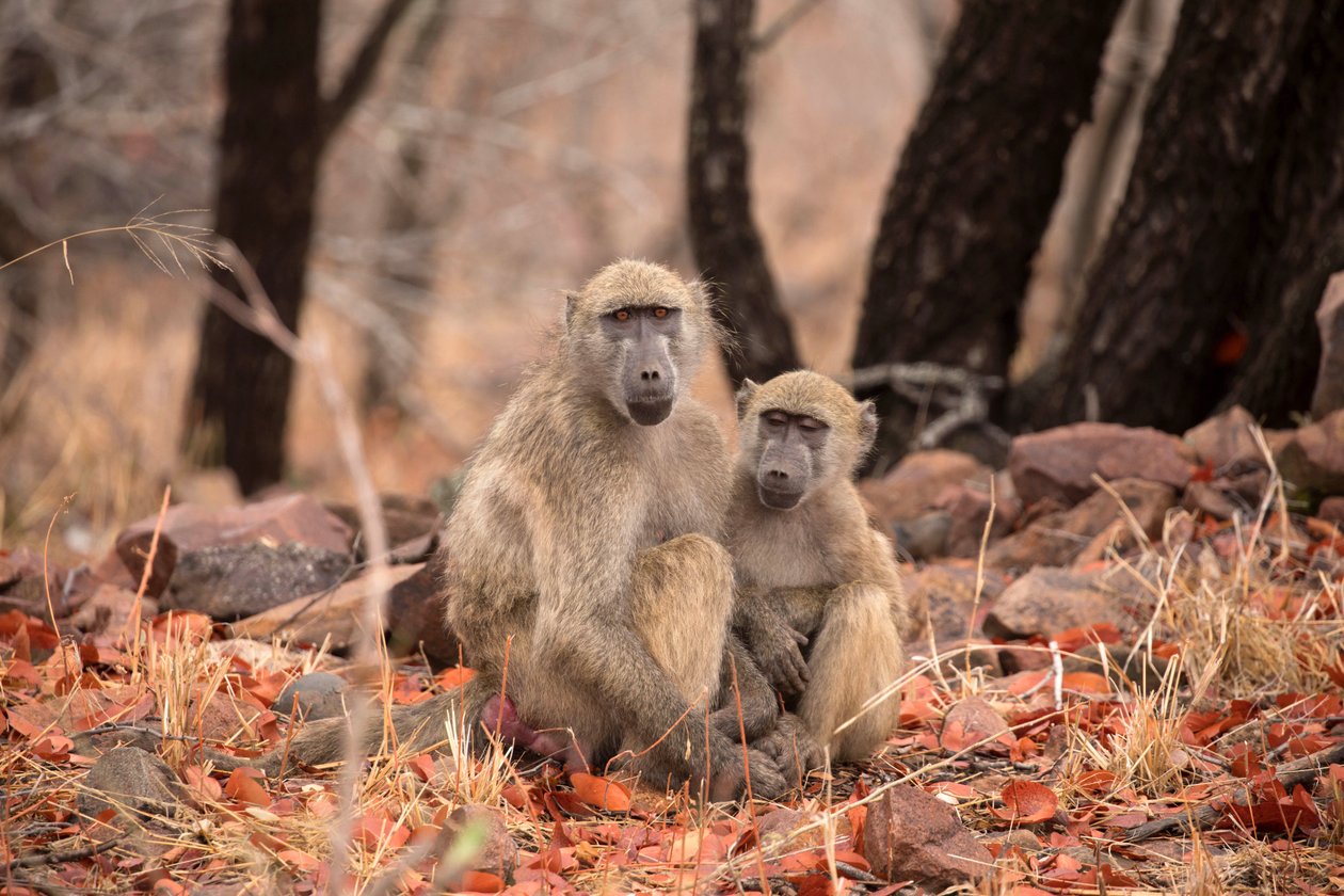 Kruger nasjonalpark, to Vervet-aper av Unbekannt Unbekannt
