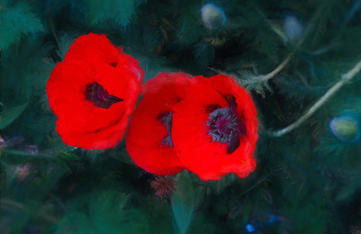 Three Poppies of Scarlet, 2018, av Unbekannt Unbekannt