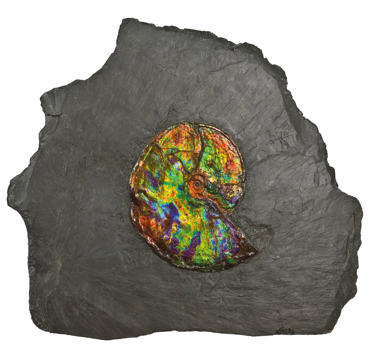 En stor iriserende ammonitt, fra Canada (fossil) av Unbekannt