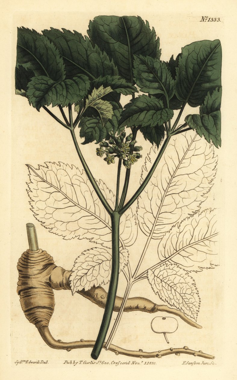 Amerikansk ginseng, Panax quinquefolius av Unbekannt