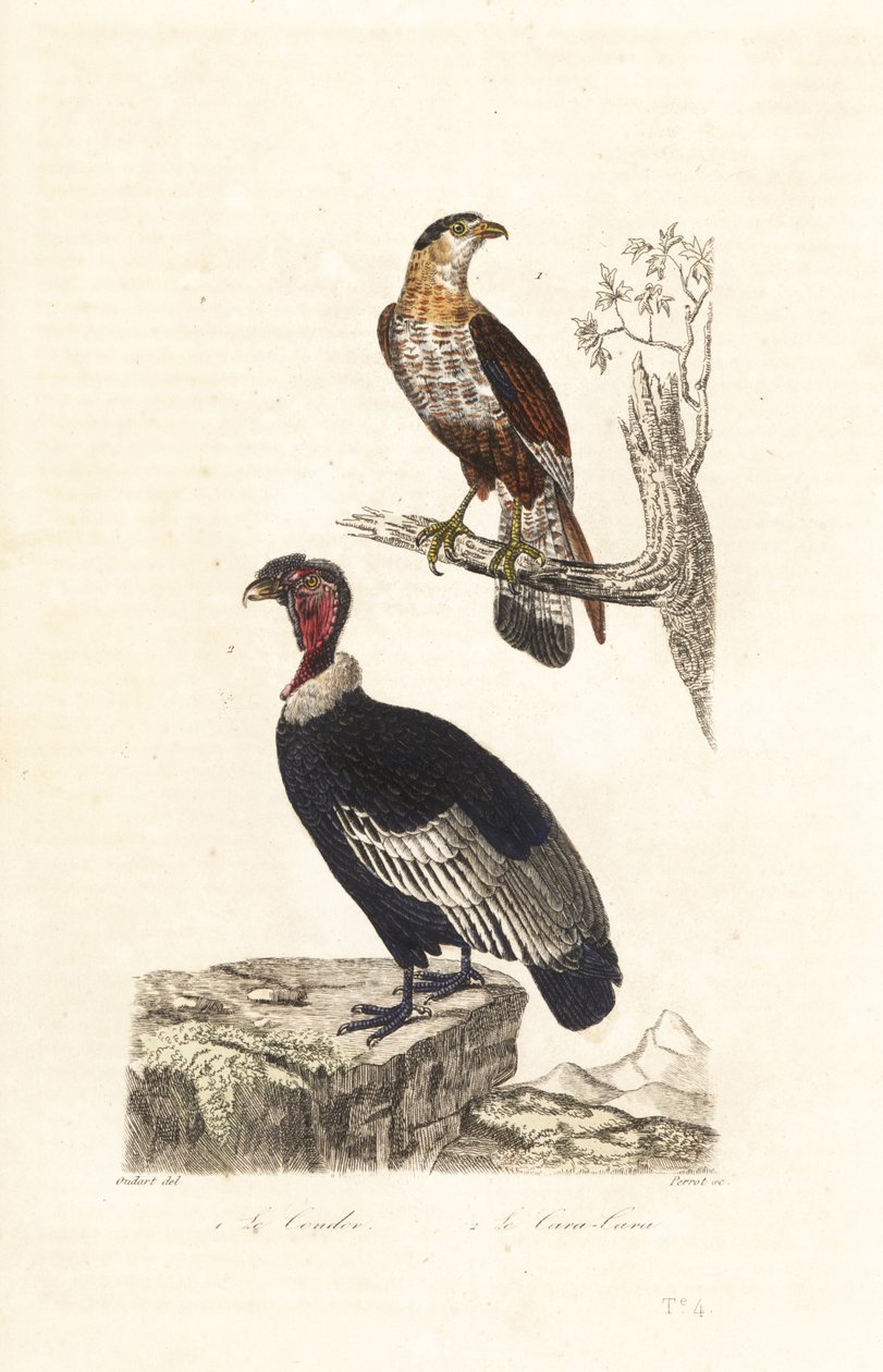 Andeskondor og sørlig crested caracara. av Unbekannter Künstler