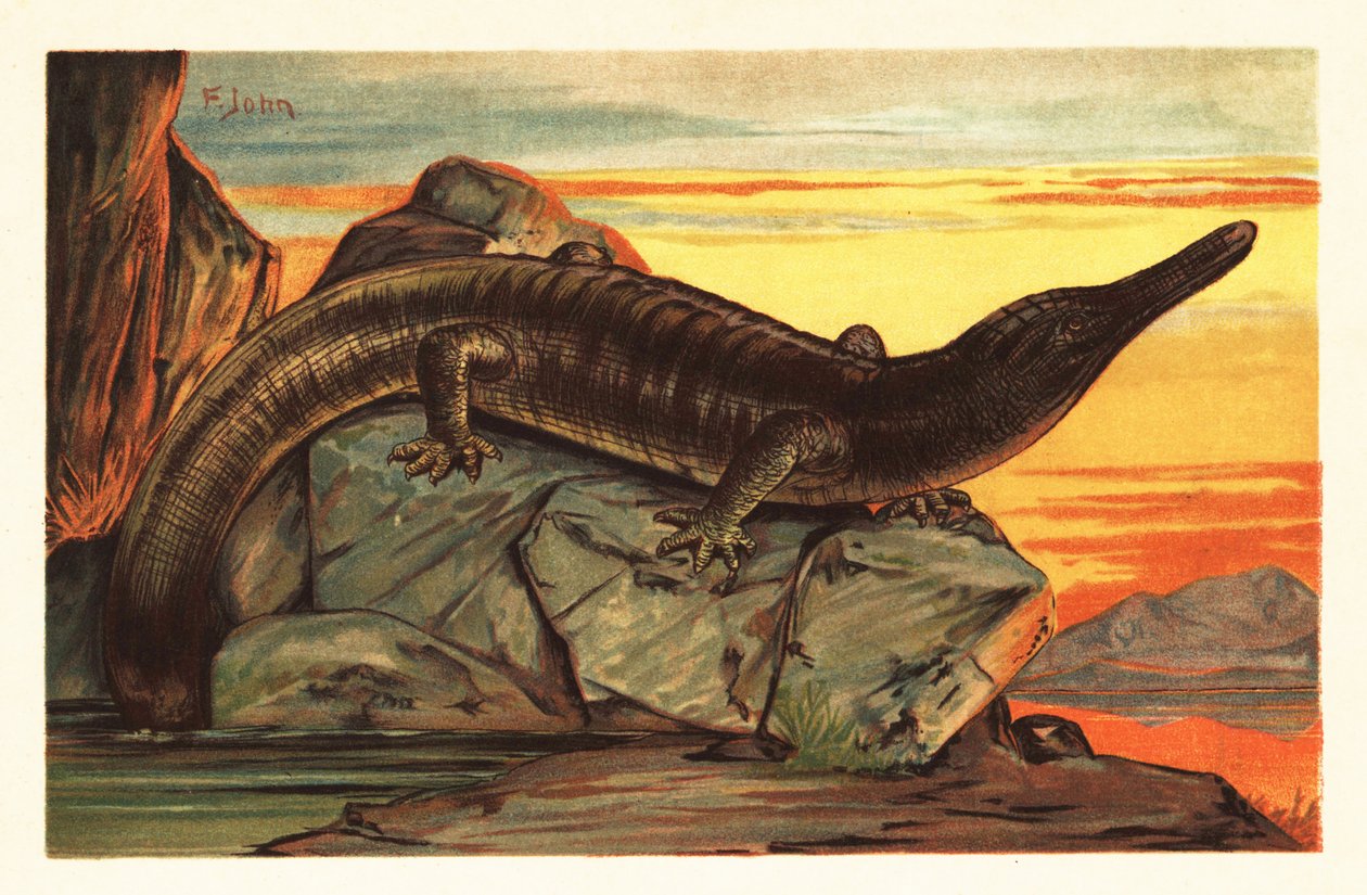 Archegosaurus decheni soler seg på en stein.1908 (litografi) av Unbekannter Künstler