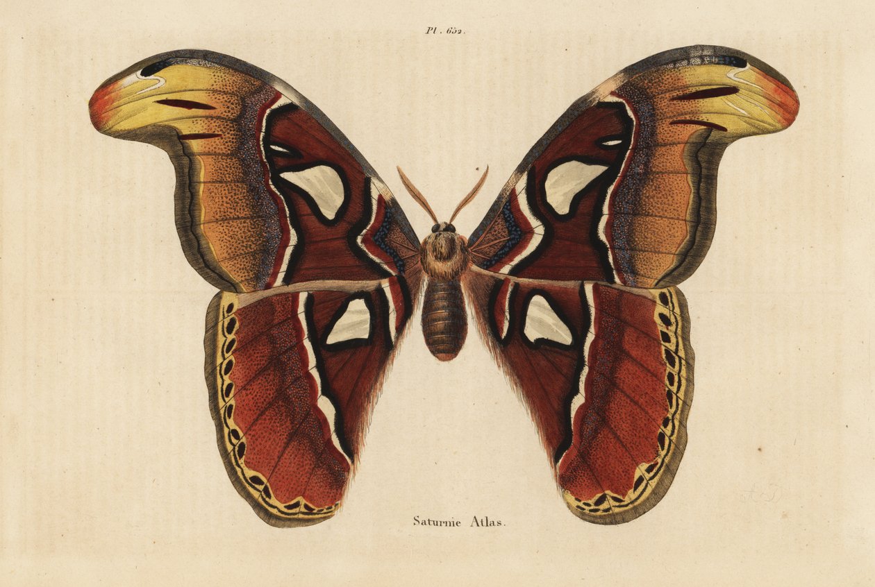 Atlasmøll, Attacus-atlas av Unbekannt