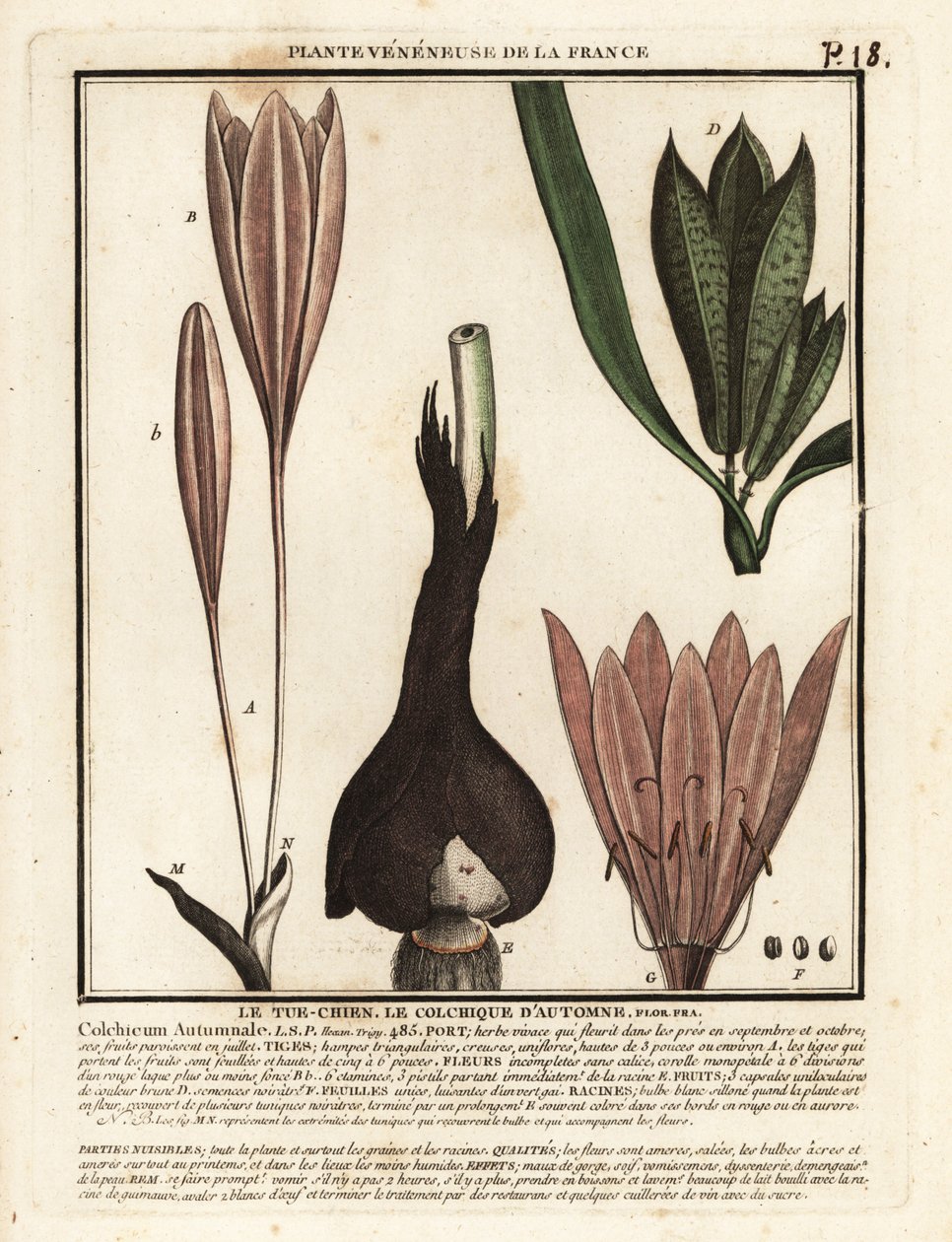 Høstkrokus, Colchicum autumnale. av Unbekannter Künstler
