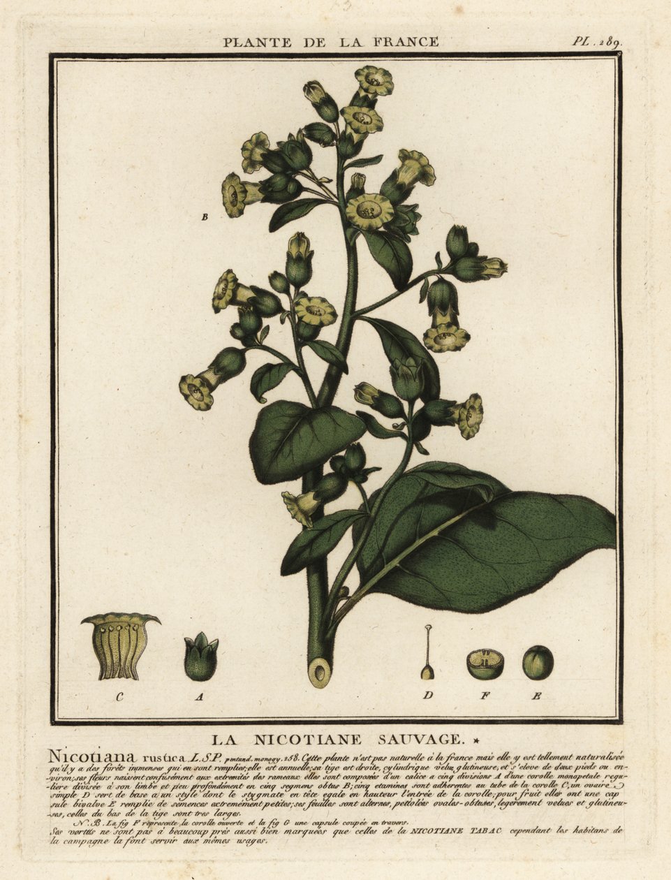 Aztekisk tobakk, Nicotiana rustica. av Unbekannter Künstler