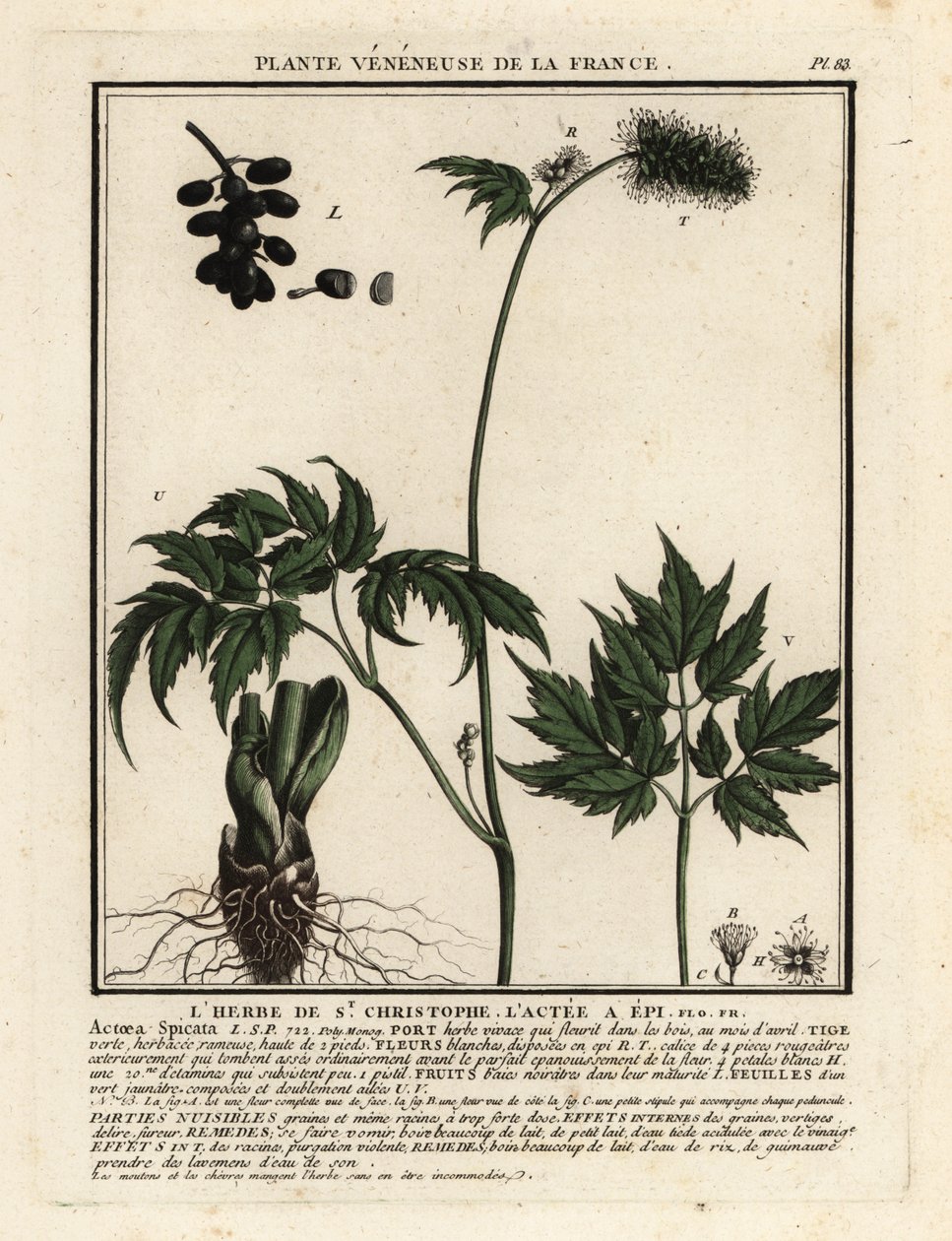Banebær, Actaea spicata. av Unbekannter Künstler