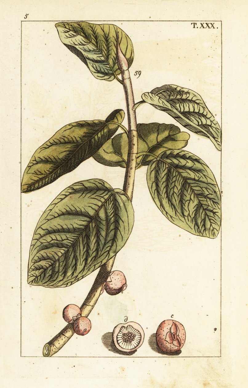 Banyan fikengren med frukt, Ficus benghalensis. av Unbekannter Künstler
