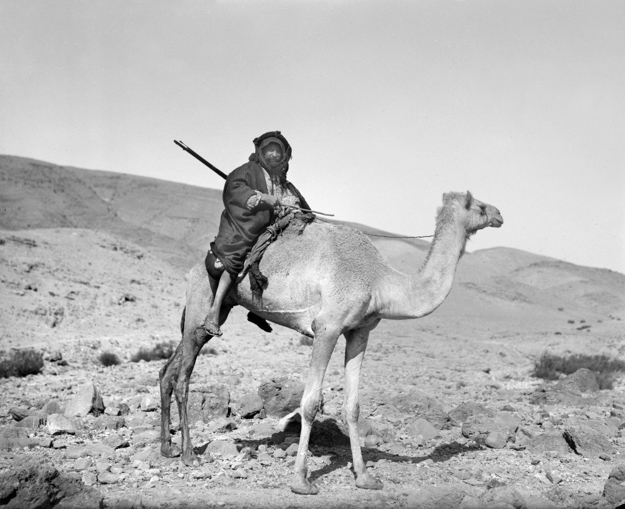 Beduiner som rir på en kamel, ca. 1936 (s/hvitt-bilde) av Unbekannt