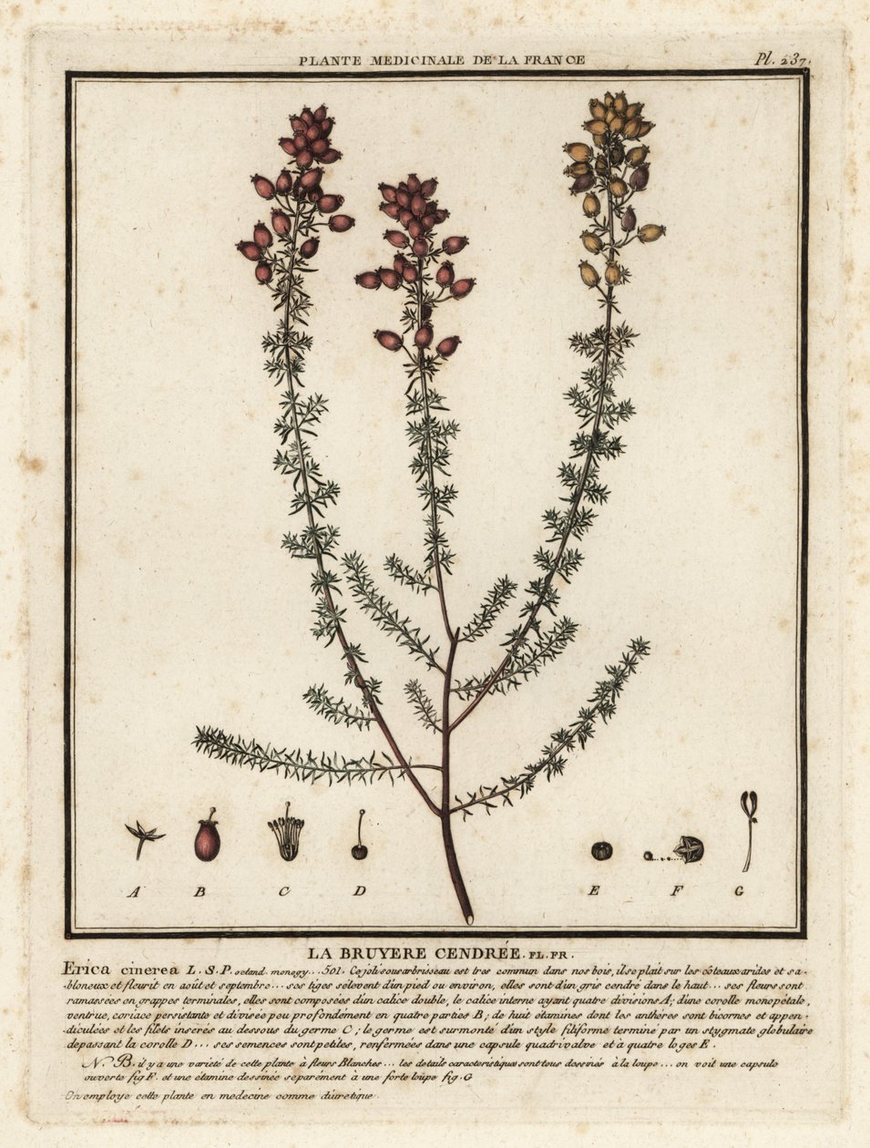 Klokkelyng, Erica cinerea. av Unbekannter Künstler