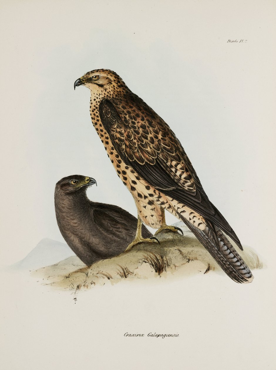 Rovfugler, Galapagosøyene, ca 1832-1836 av Unbekannt