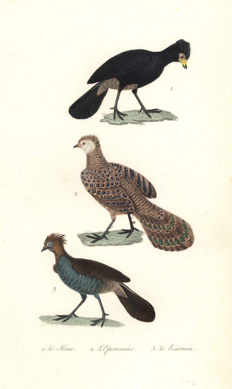 Svart curassow, grå påfugl-fasan og chachalaca. av Unbekannter Künstler