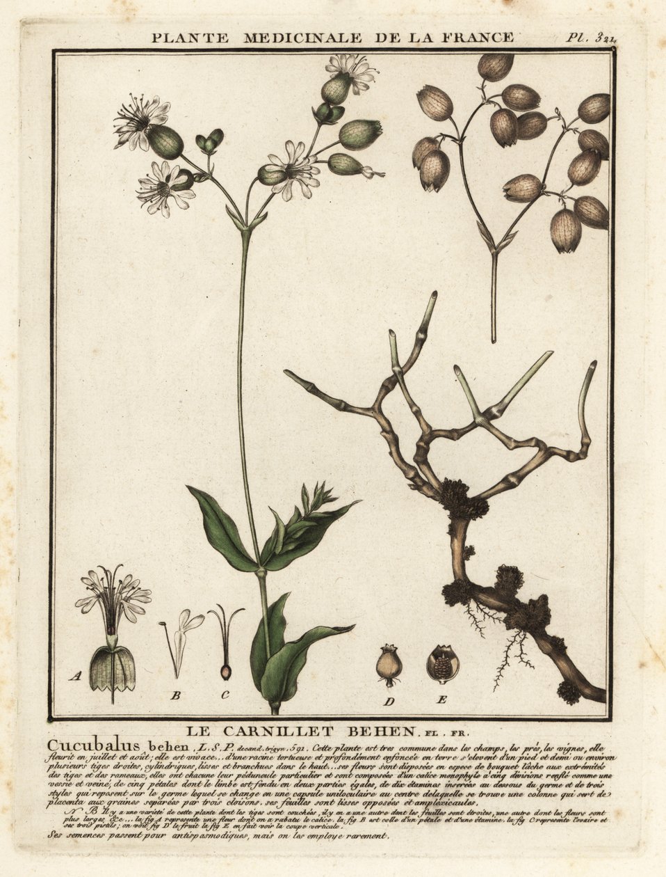 Blærecampion, Silene vulgaris. av Unbekannter Künstler