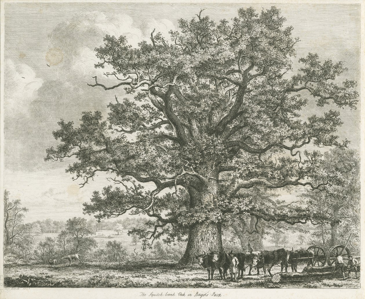 Blithfield - Squich-bank Oak: etsning, 1824 av Unbekannt